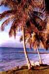 insel01.jpg (10025 Byte)